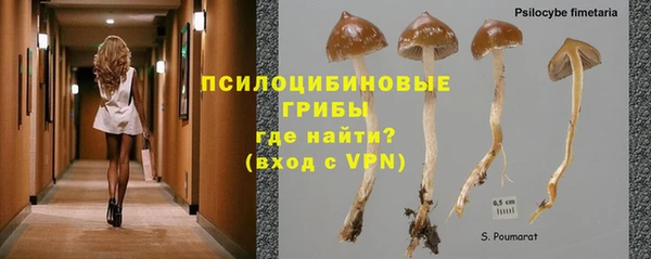 сатива Алзамай